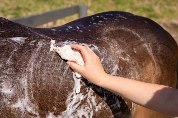 Shampoo - EQ Saddlery