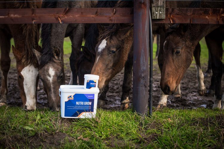 Hoof and Coat - EQ Saddlery