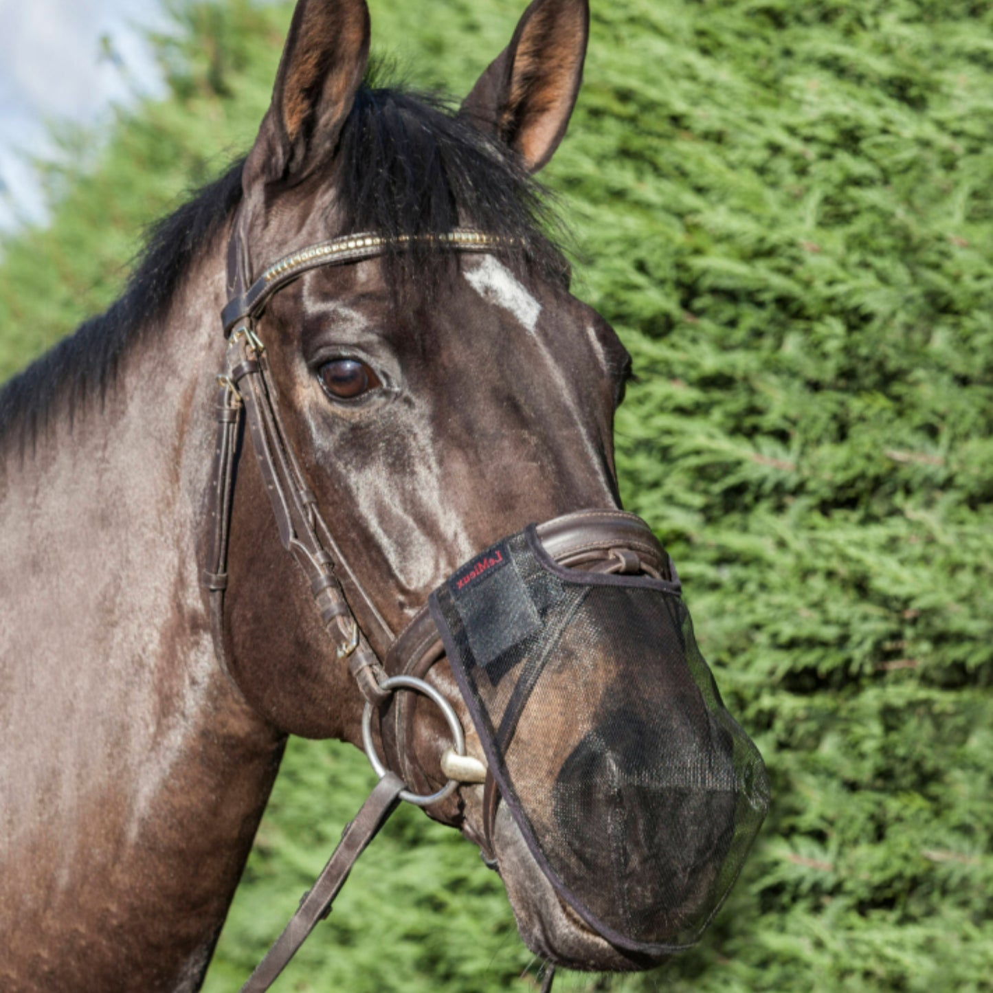 LeMieux Comfort Shield Nose Filter 2 Pack - EQ Saddlery