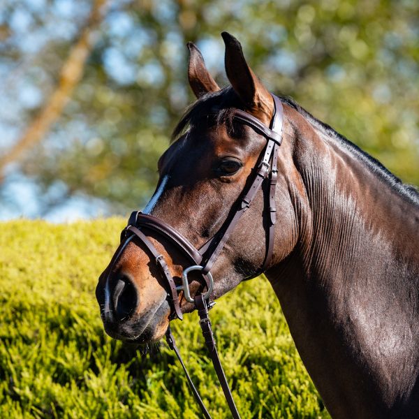 Devon Hanoverian Bridle - EQ Saddlery