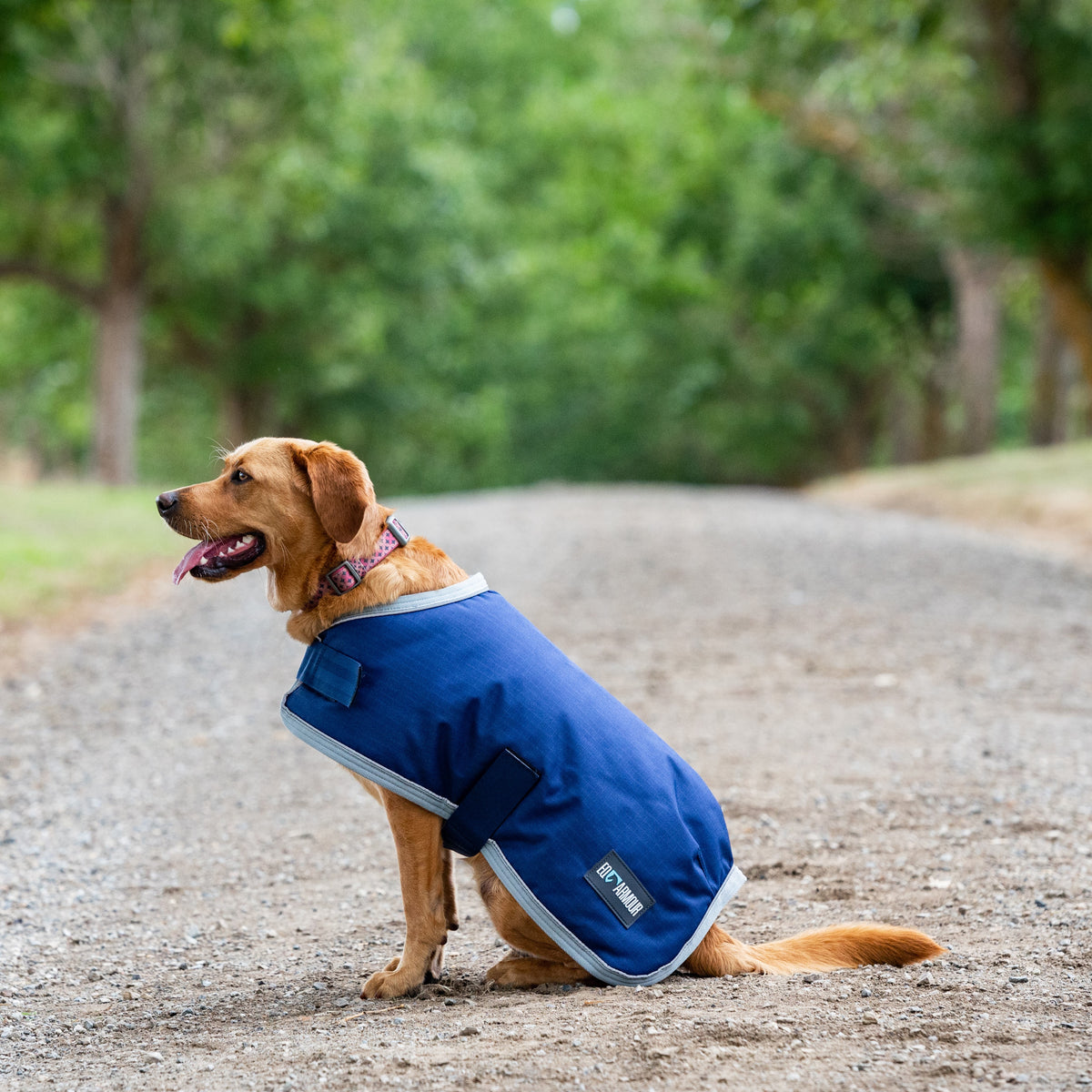 EQ Armour 600D Dog Rug - EQ Saddlery