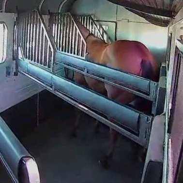 Equine Eye Voyager Camera - EQ Saddlery