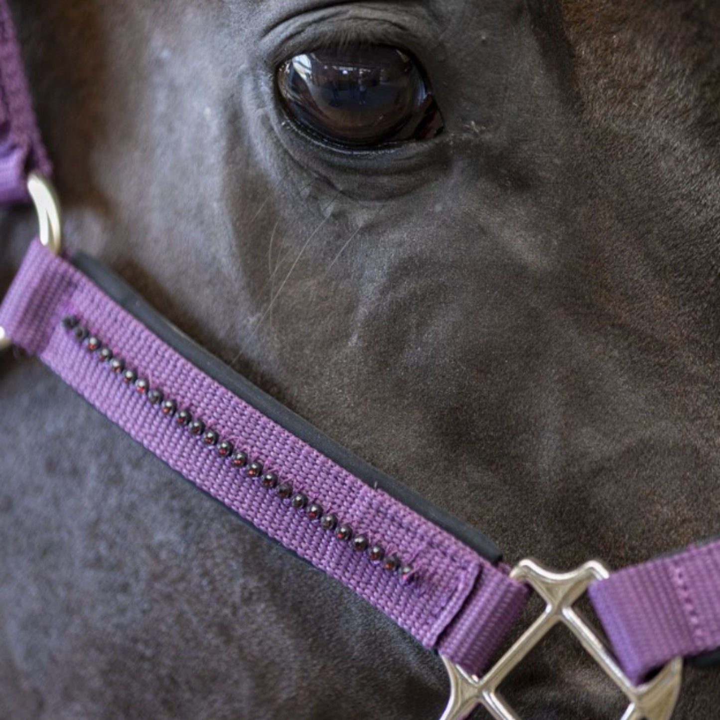 Harcour Amour Halter and Lead