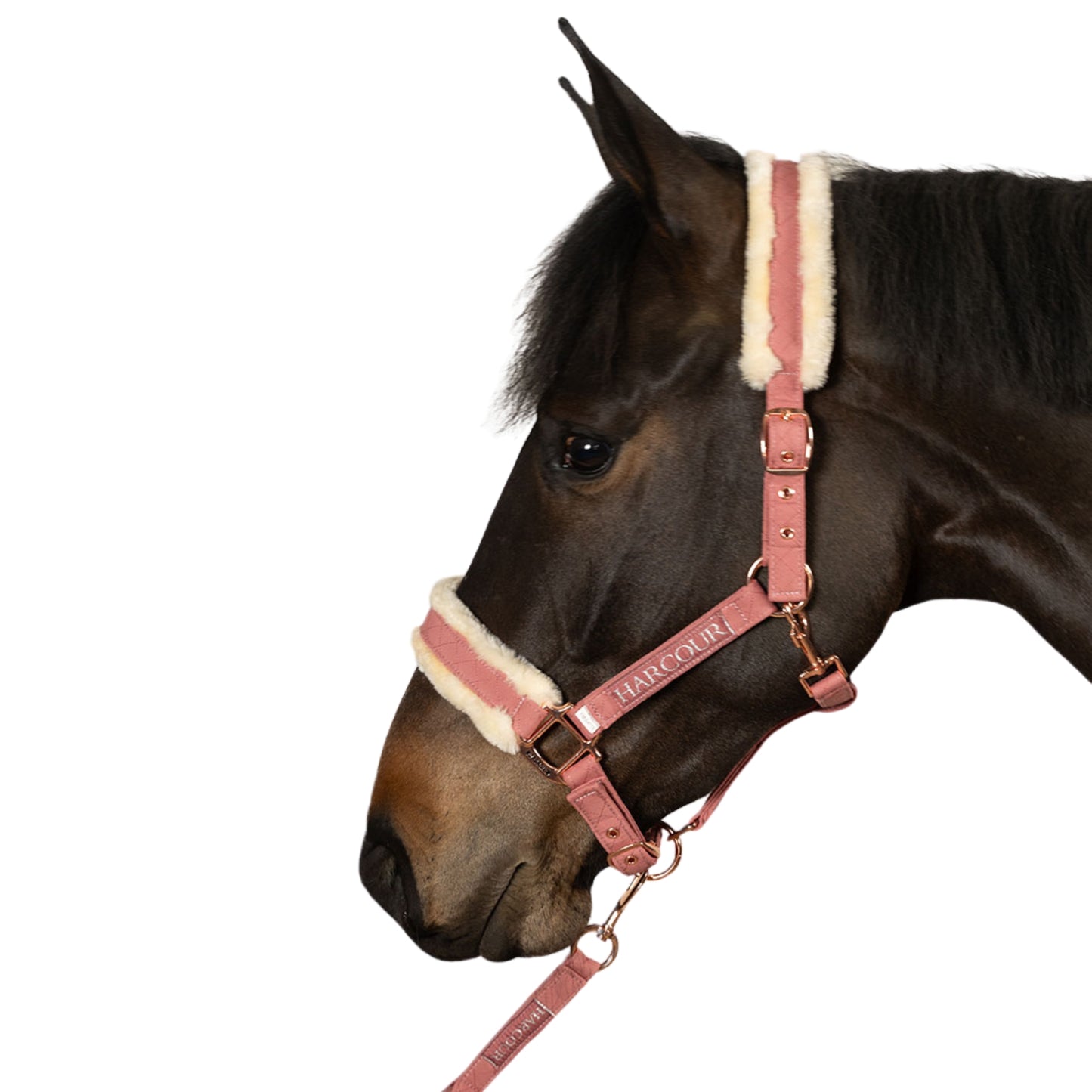 Harcour Holly Halter And Lead Set - EQ Saddlery