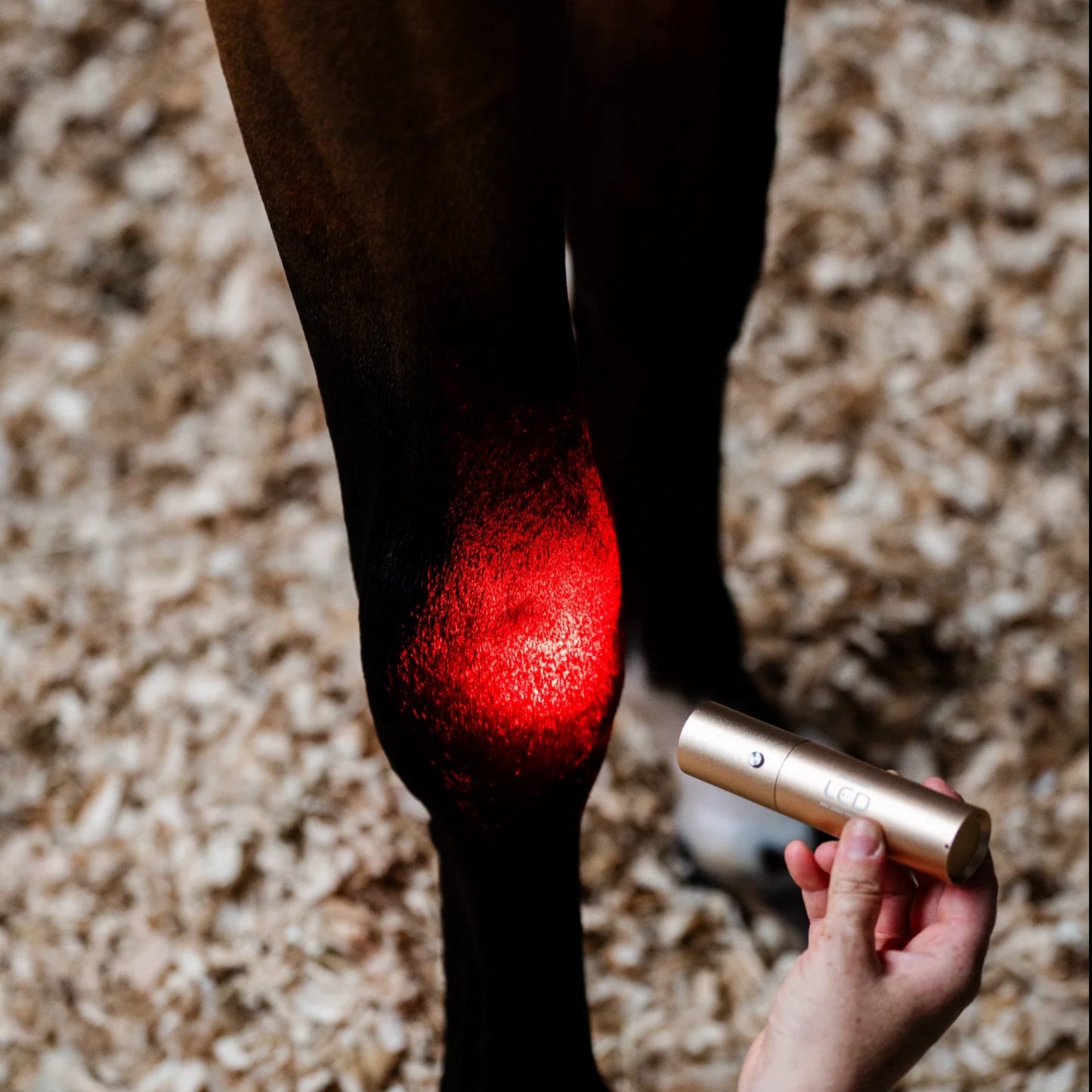 Horseware LED Red Light Therapy Wand