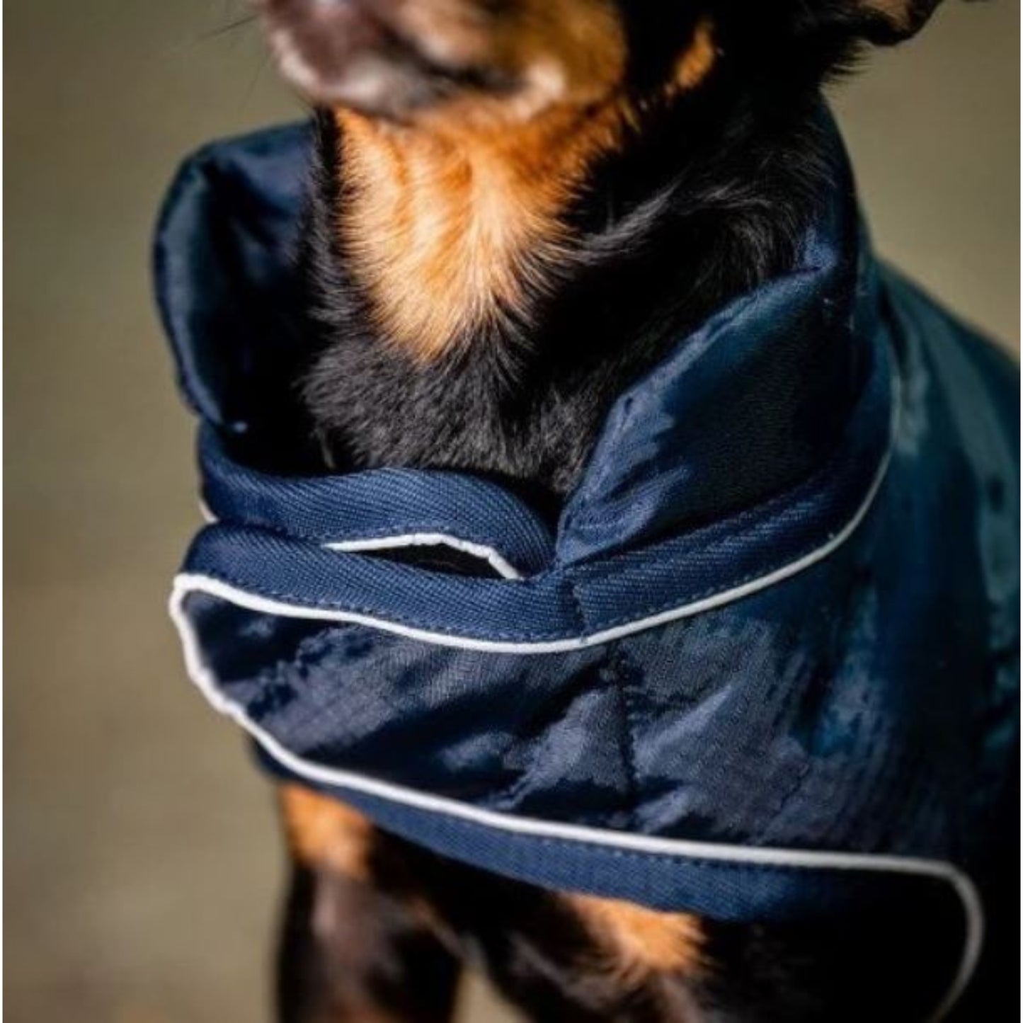 Horseware Signature Dog Rug - EQ Saddlery