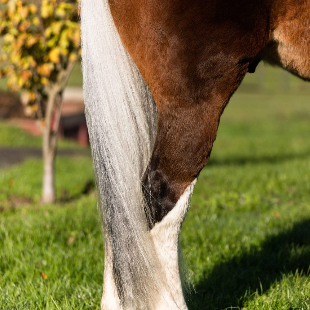 NRG No Nots - EQ Saddlery