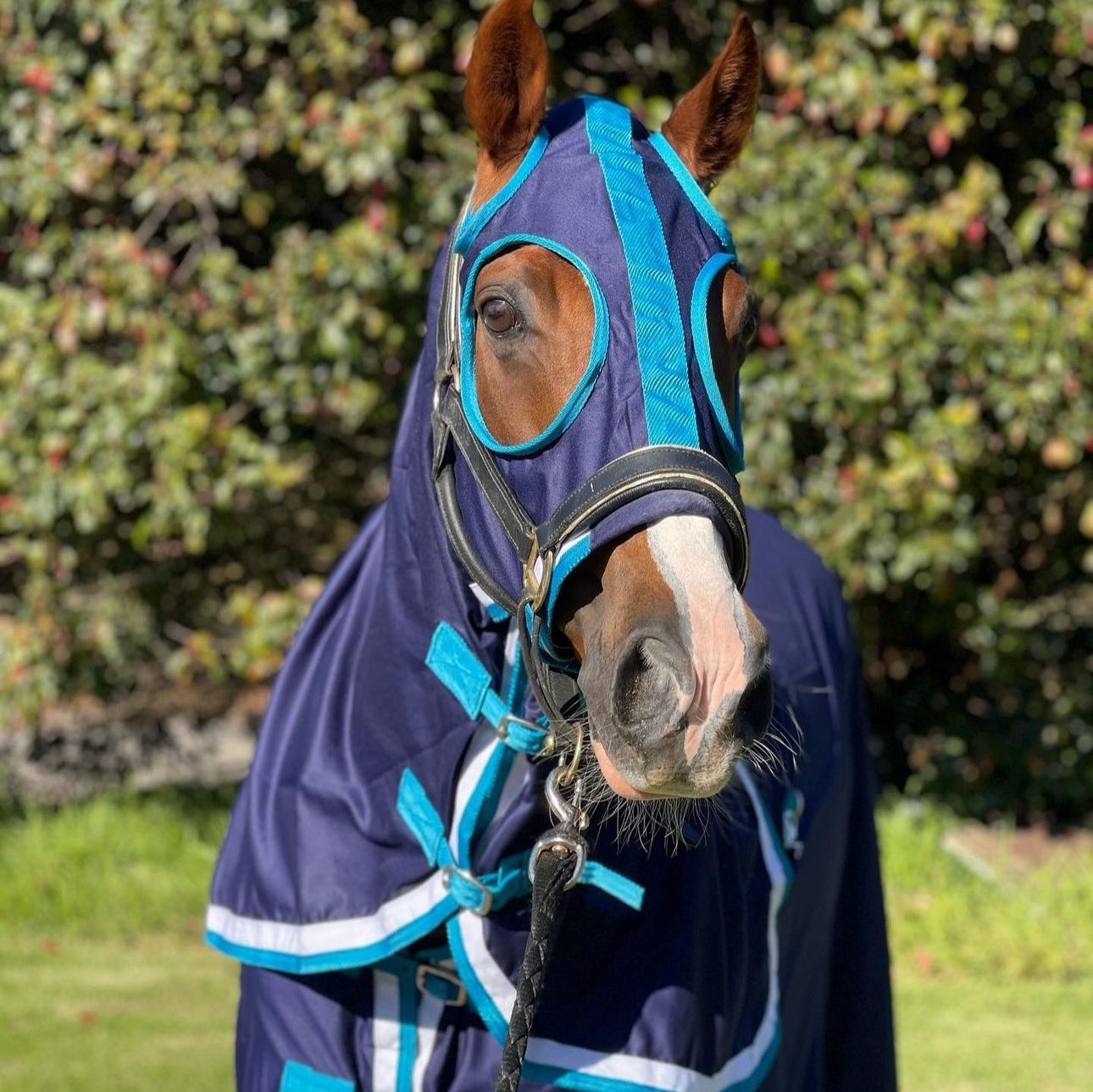 EQ Armour Show Set - EQ Saddlery