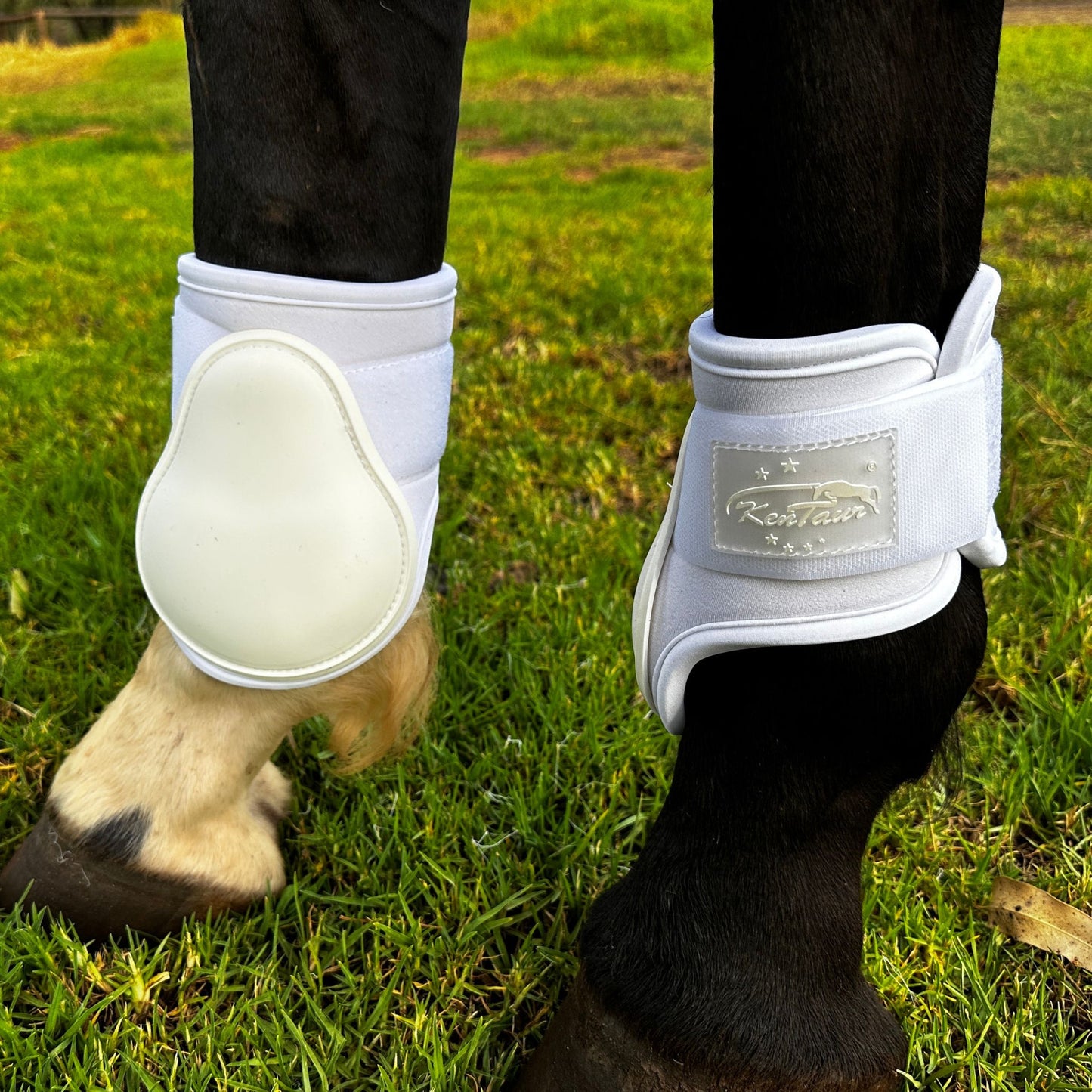 Kentaur Pro Carbon Fetlock Boots - EQ Saddlery