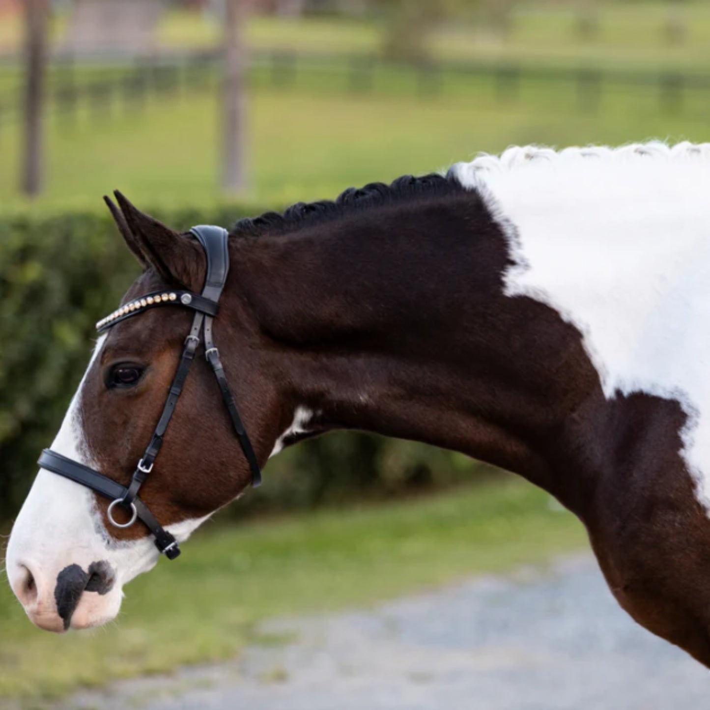 Lumiere Seline Bitless Bridle - EQ Saddlery