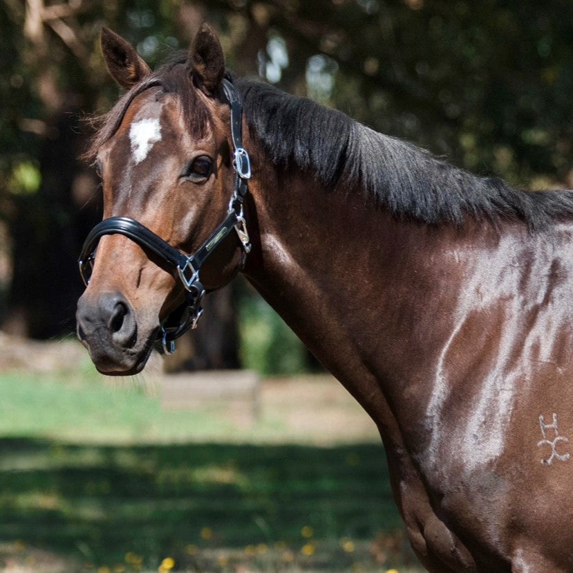 Lumiere Alize Halter - EQ Saddlery