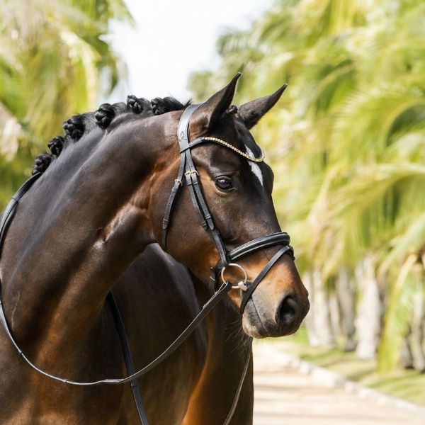 Lumiere Megan Convertible Bridle - EQ Saddlery