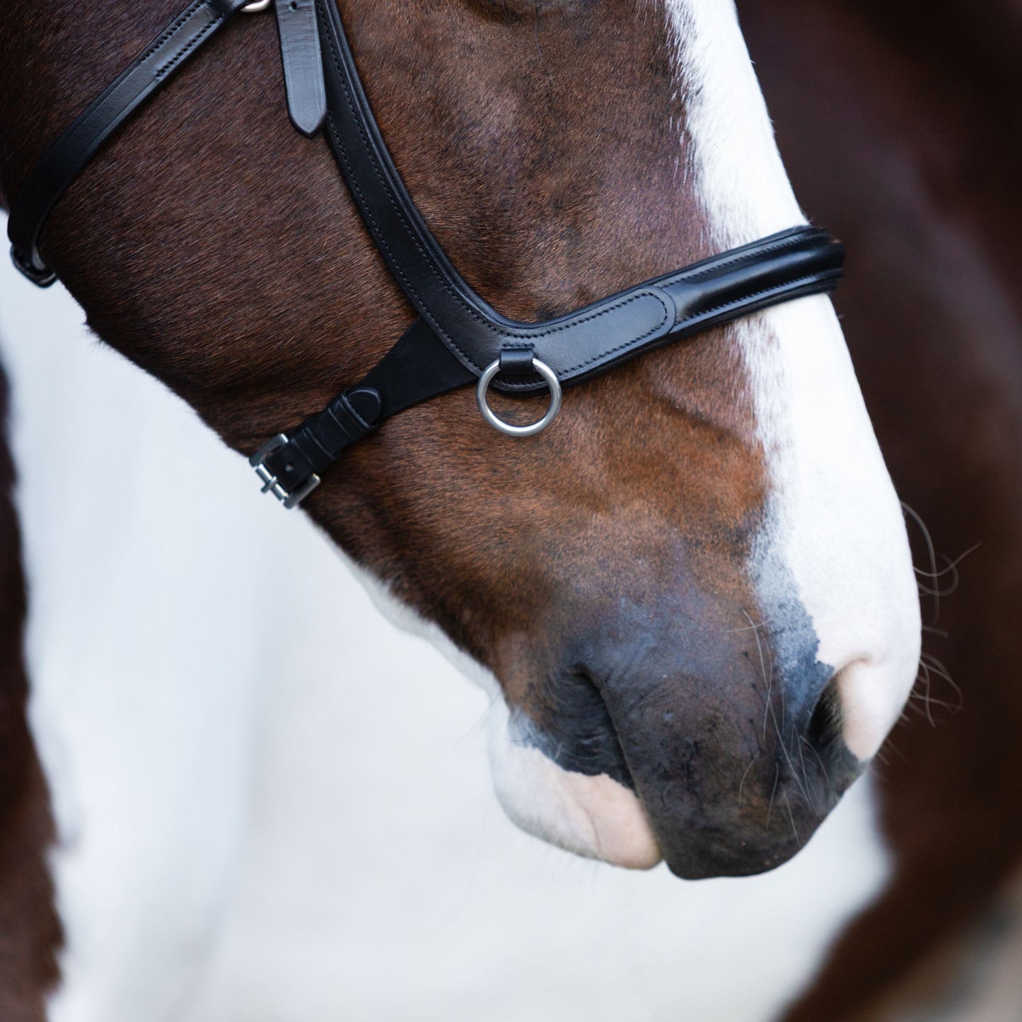 Lumiere Santiago Bitless Bridle