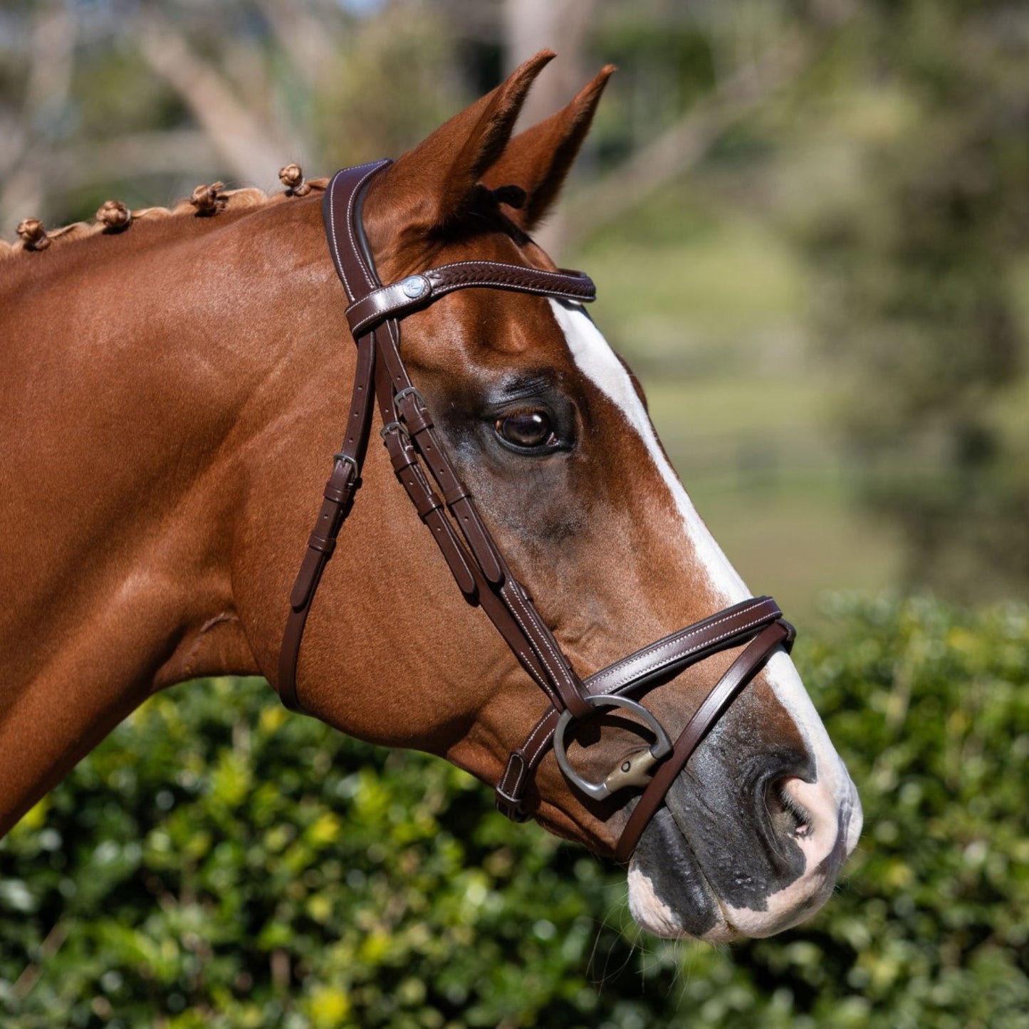 Lumiere Delaney Hanoverian Bridle - EQ Saddlery