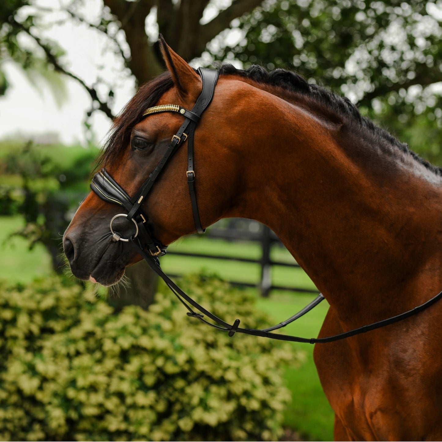 Lumiere Delta Cavesson Bridle - EQ Saddlery