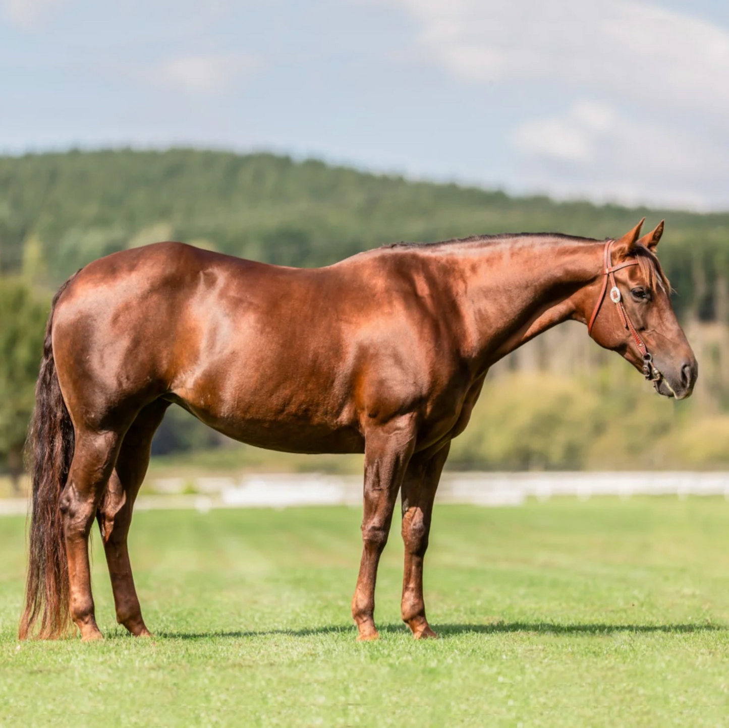 Poseidon Daily Balance - EQ Saddlery