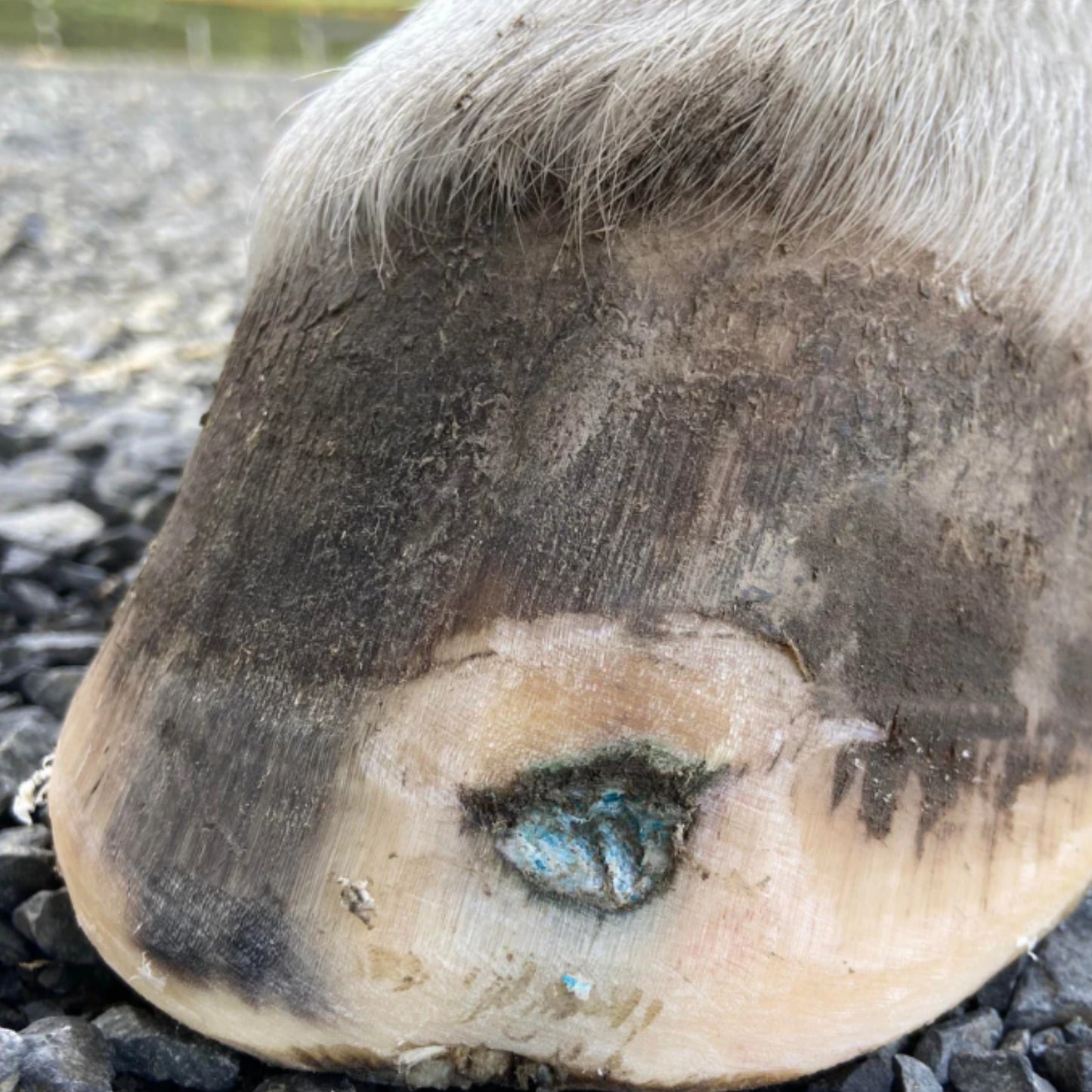 The Hoof Co Beeswax Blue Balls - EQ Saddlery