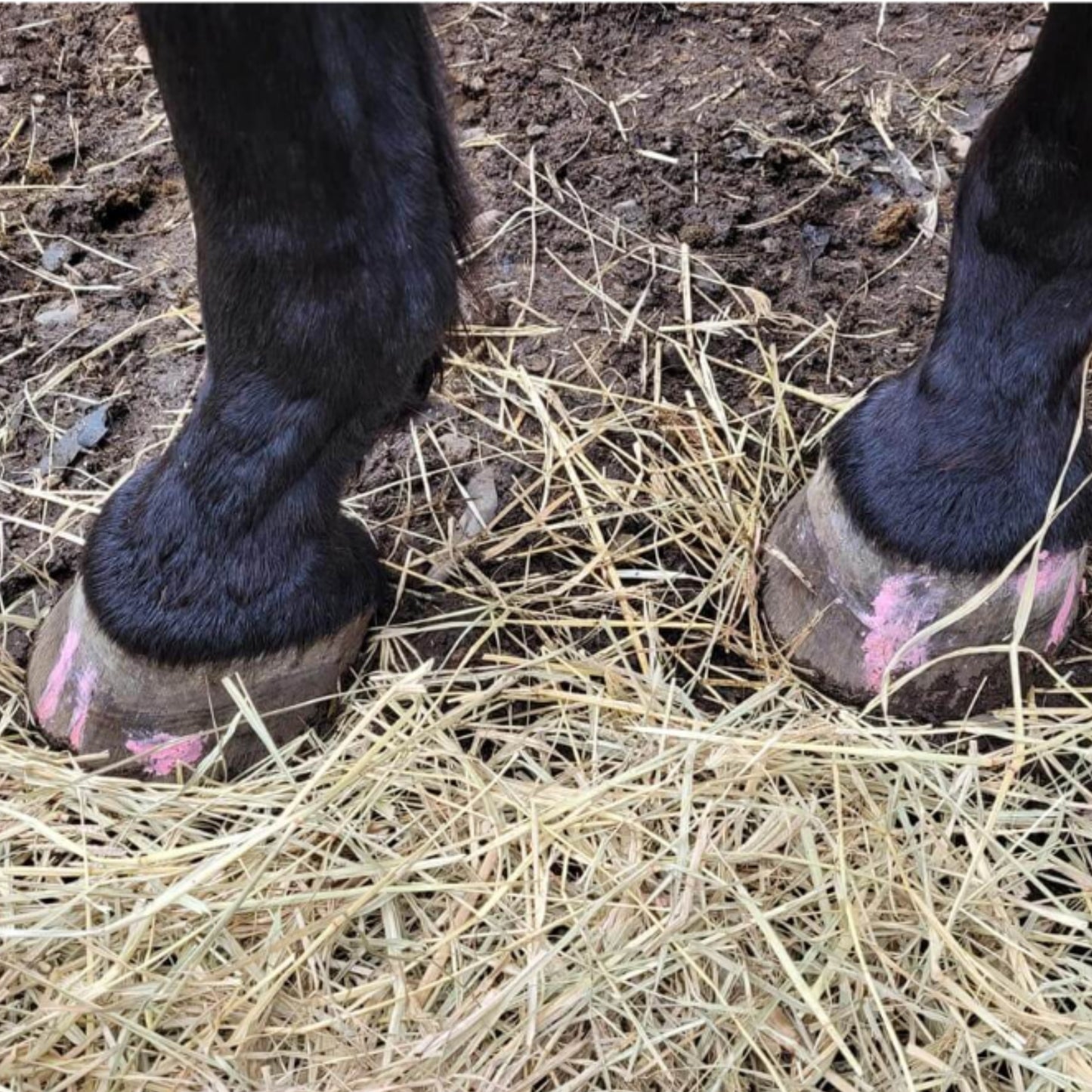 The Hoof Co Beeswax Pink Balls - EQ Saddlery