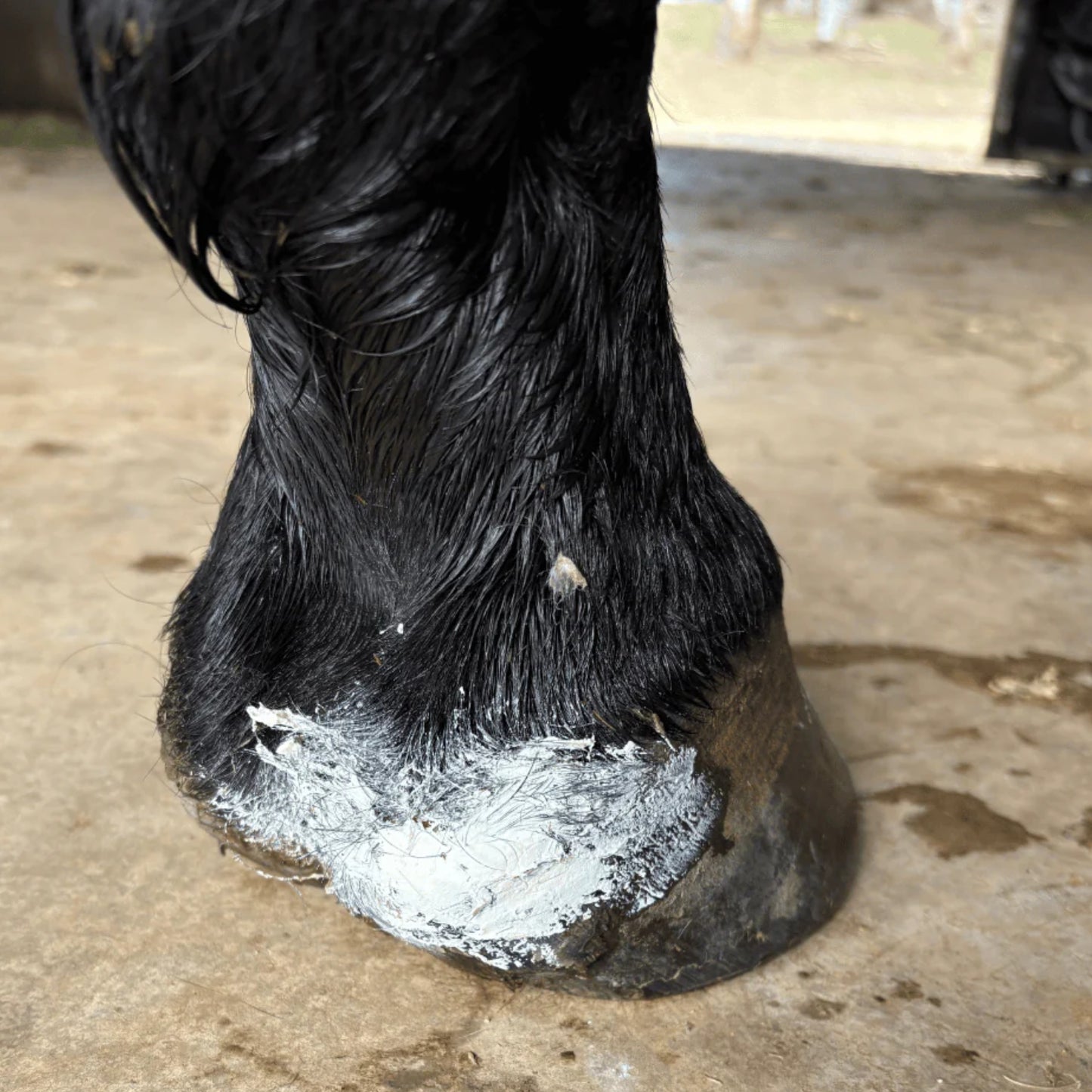 The Hoof Co Boo Hoo Balm