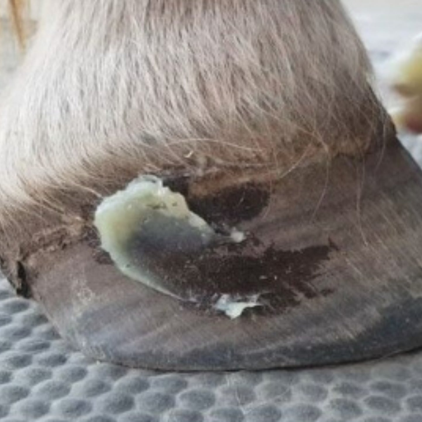 The Hoof Co Hoof Balm - EQ Saddlery