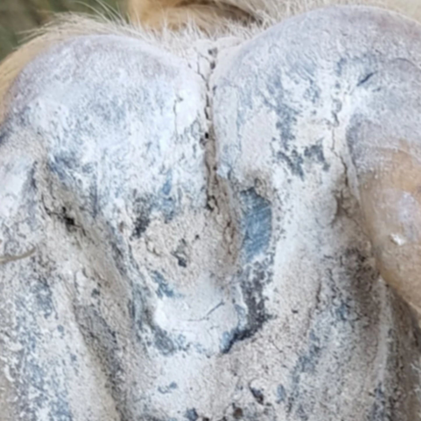 The Hoof Co Hoof Powder - EQ Saddlery