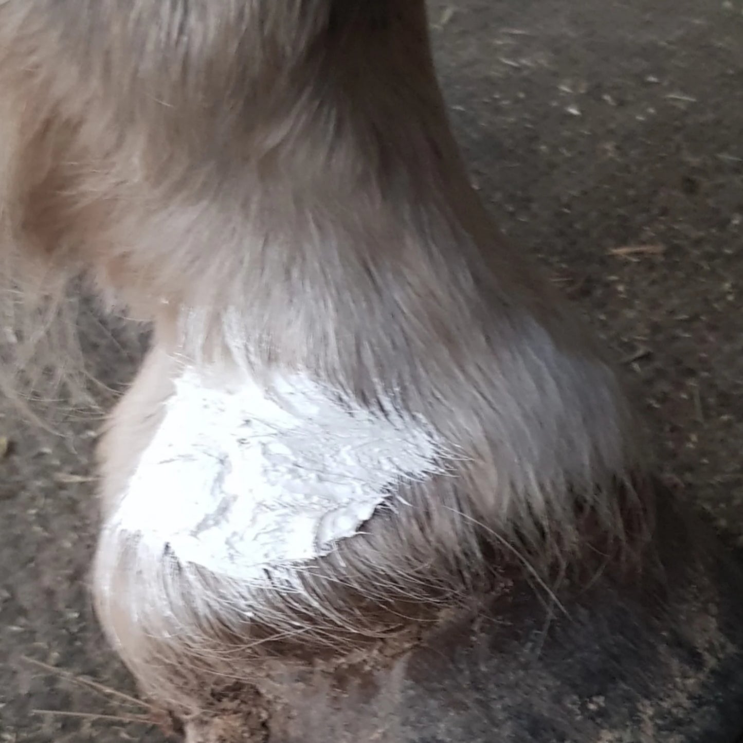 The Hoof Co Zinc Putty - EQ Saddlery