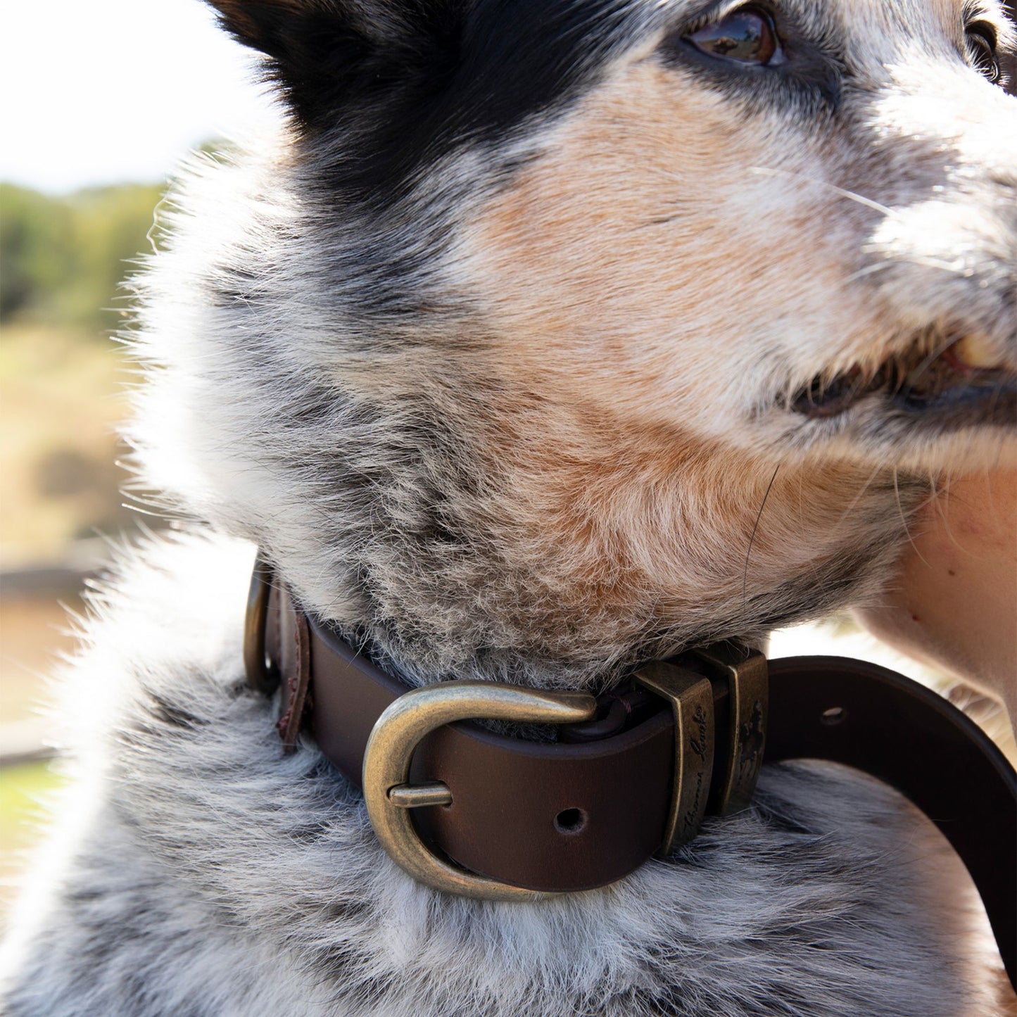 Thomas Cook Twin Keeper Dog Collar - EQ Saddlery
