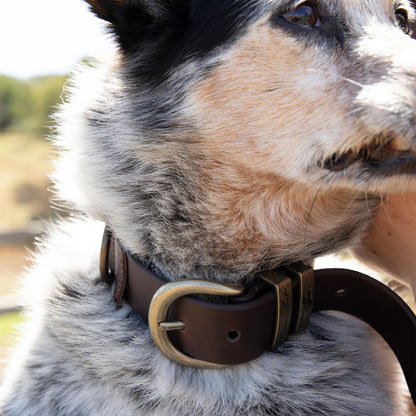 Thomas Cook Twin Keeper Dog Collar