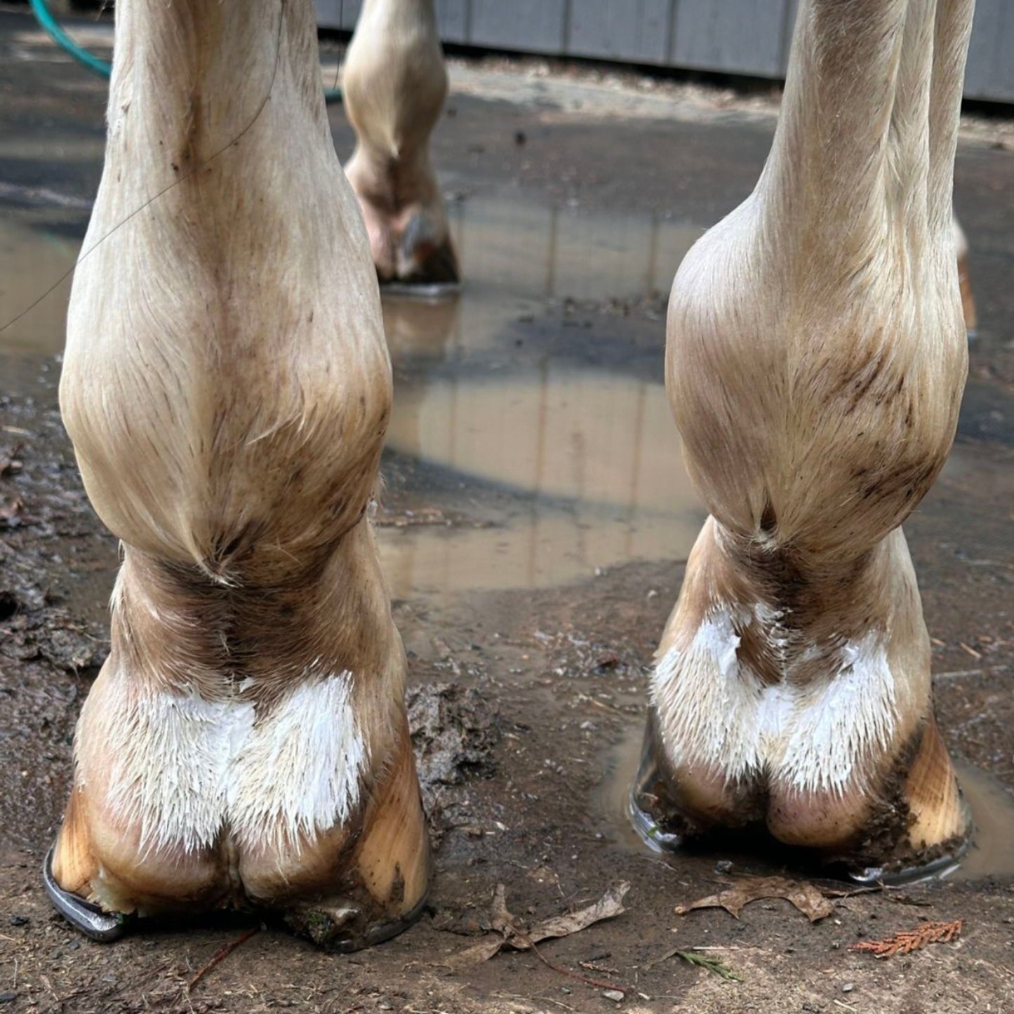 Ranvet White Healer - EQ Saddlery