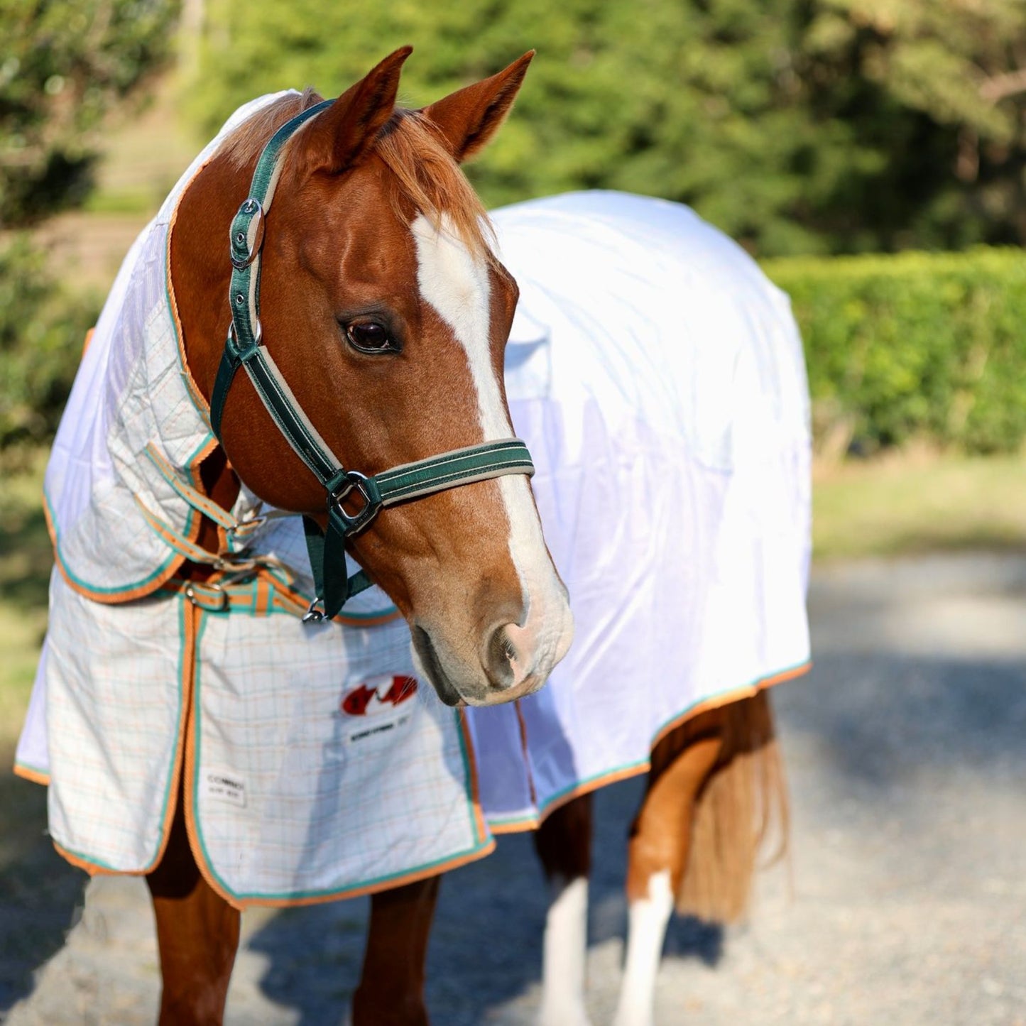 Zilco Econo Hybrid Combo Rug - EQ Saddlery