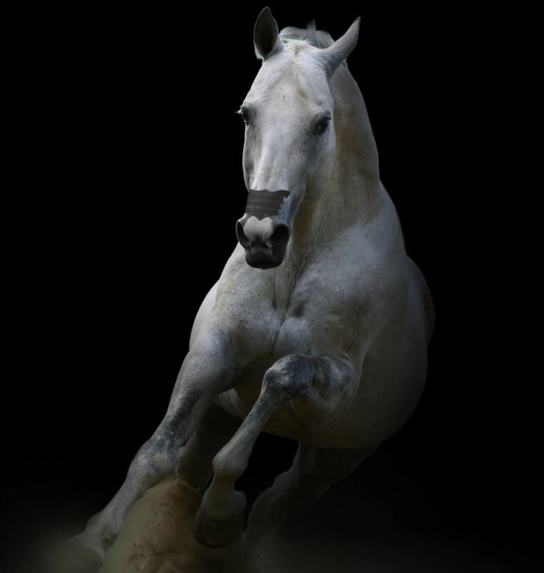 Flair Equine Nasal Strip - EQ Saddlery