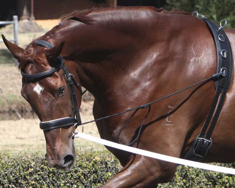 Elastic Neck Stretcher/Chambon - EQ Saddlery