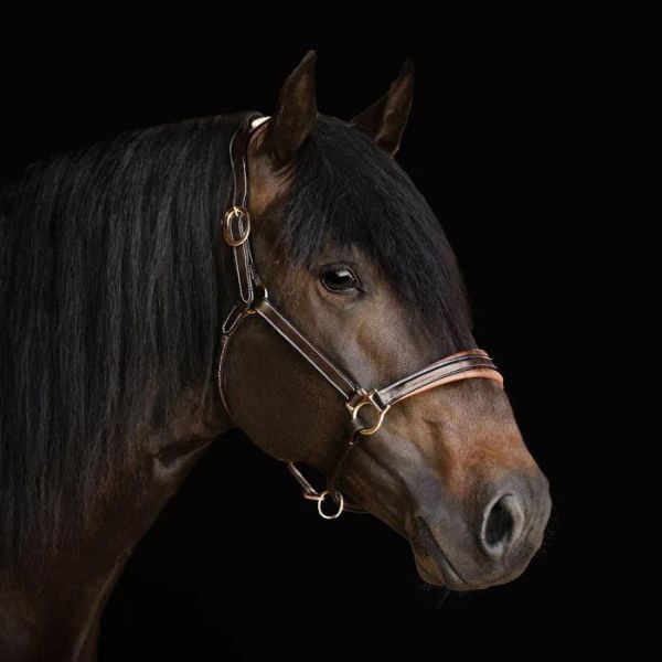 Lumiere Bella Leather Halter - EQ Saddlery