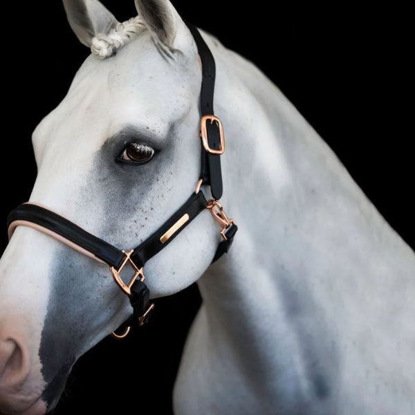 Lumiere Hollywood Leather Halter - EQ Saddlery