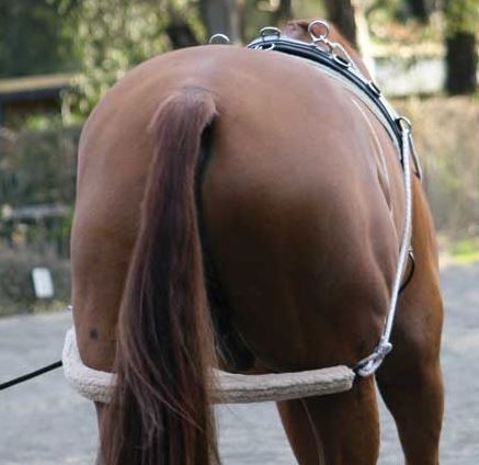 Zilco Lunge Training System - EQ Saddlery