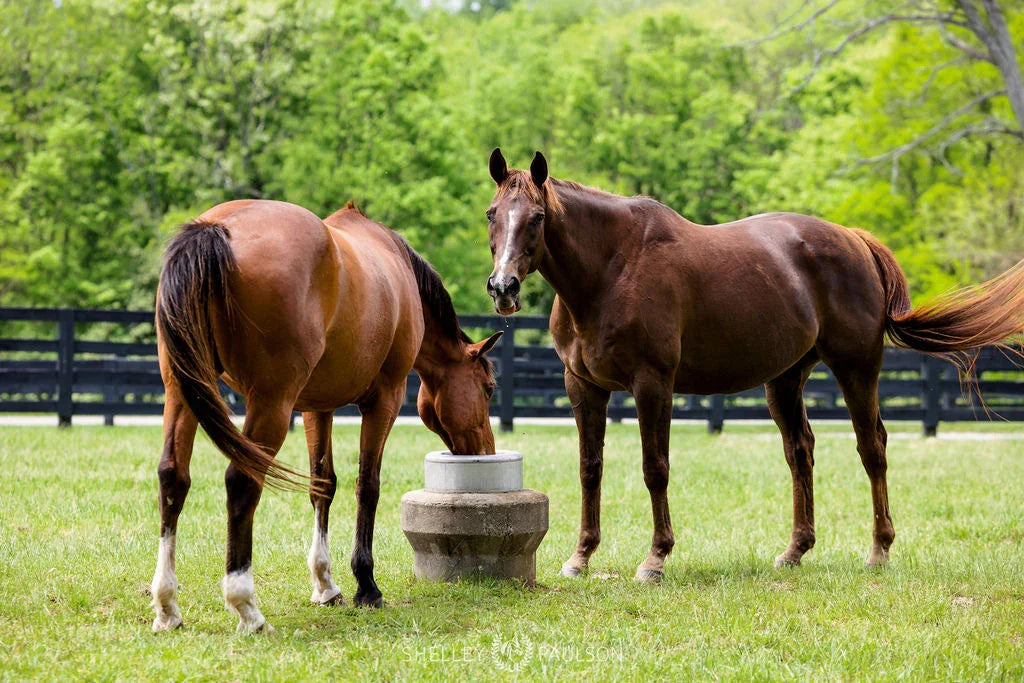 Understanding Digestive Health - EQ Saddlery
