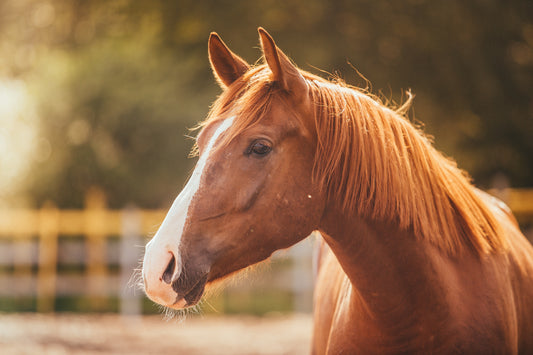 Has spring sprung “Moody Mare Syndrome” in your mare?