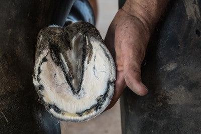 What can I feed my horse to help their hooves? - EQ Saddlery