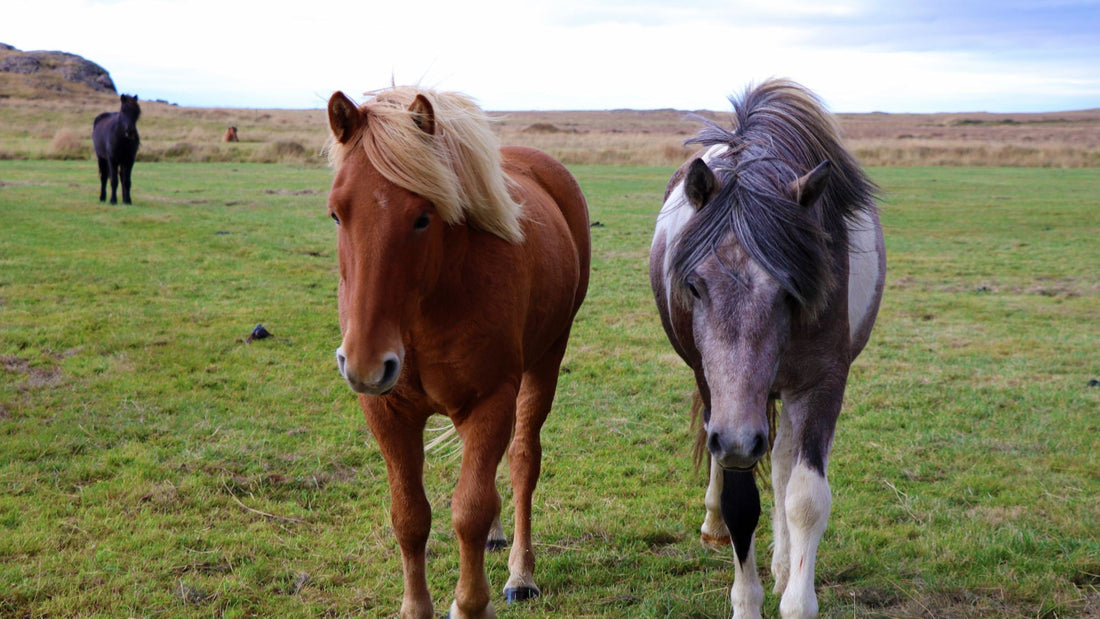 Gastric Ulcers in Horses