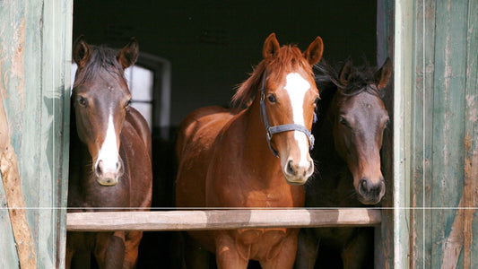Gut health for Horses