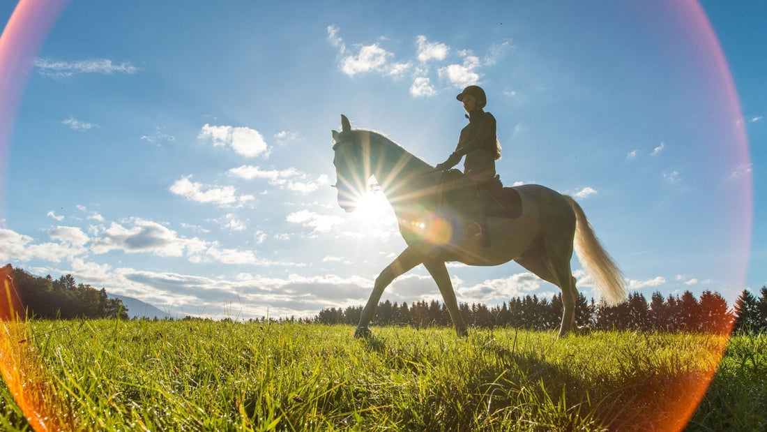 Helping Your Horse Recover
