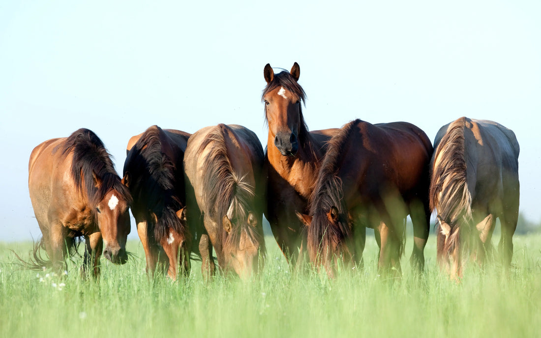 ULTIMUM®: Timely, Targeted, Powerful - EQ Saddlery