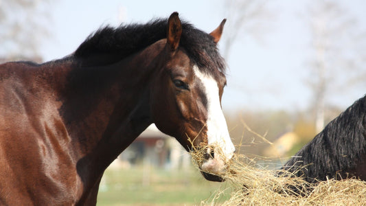 Smarter Worming Starts Here