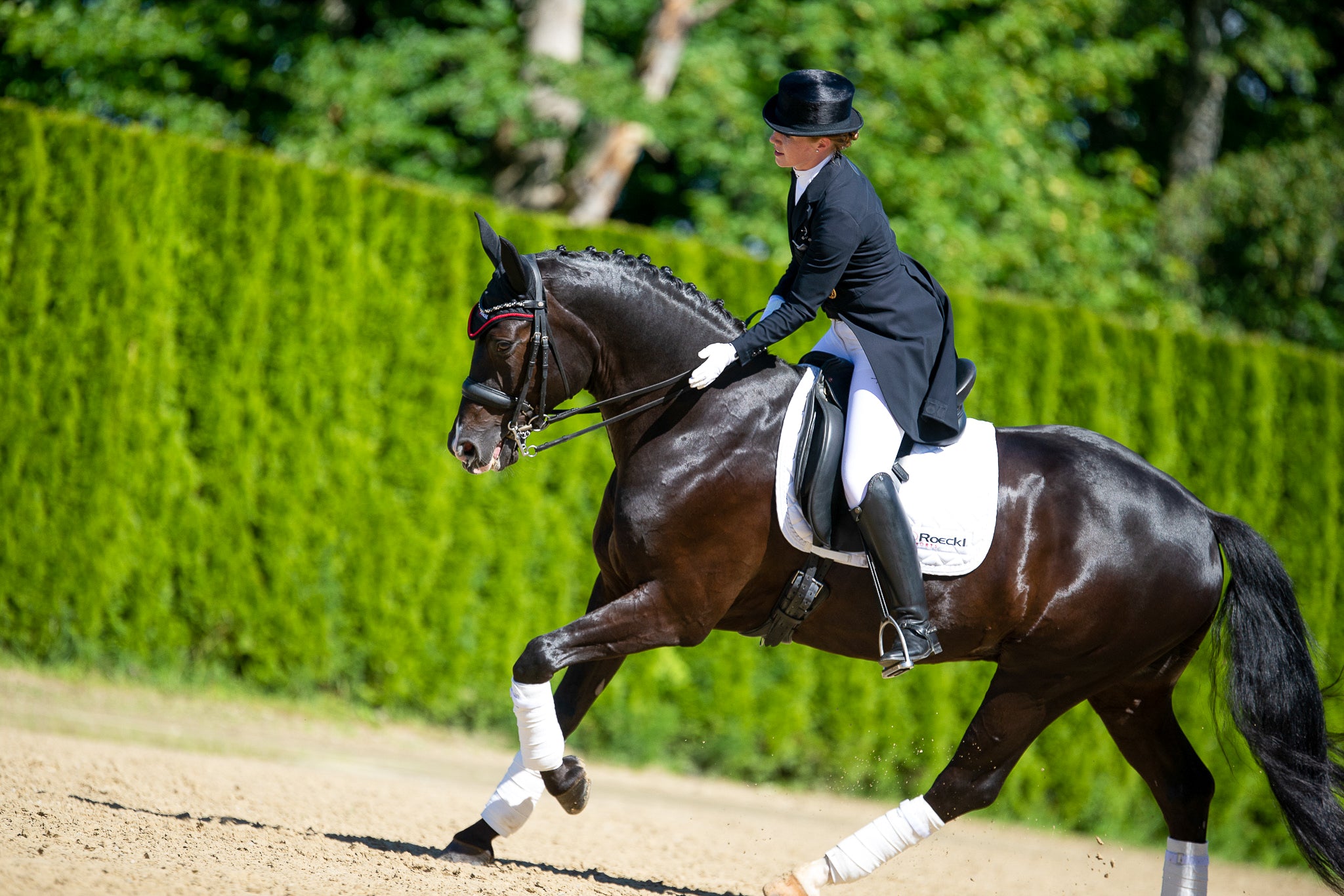 Competition Gloves – EQ Saddlery