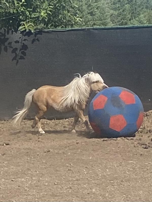 Jolly Mega Horse Ball and Cover Set