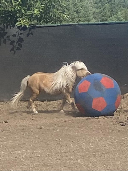 Jolly Mega Horse Ball and Cover Set