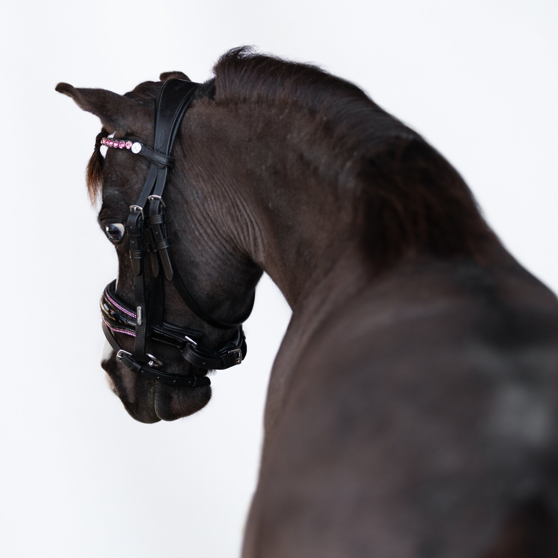 Lumi Pony Fairyfloss Bridle - EQ Saddlery