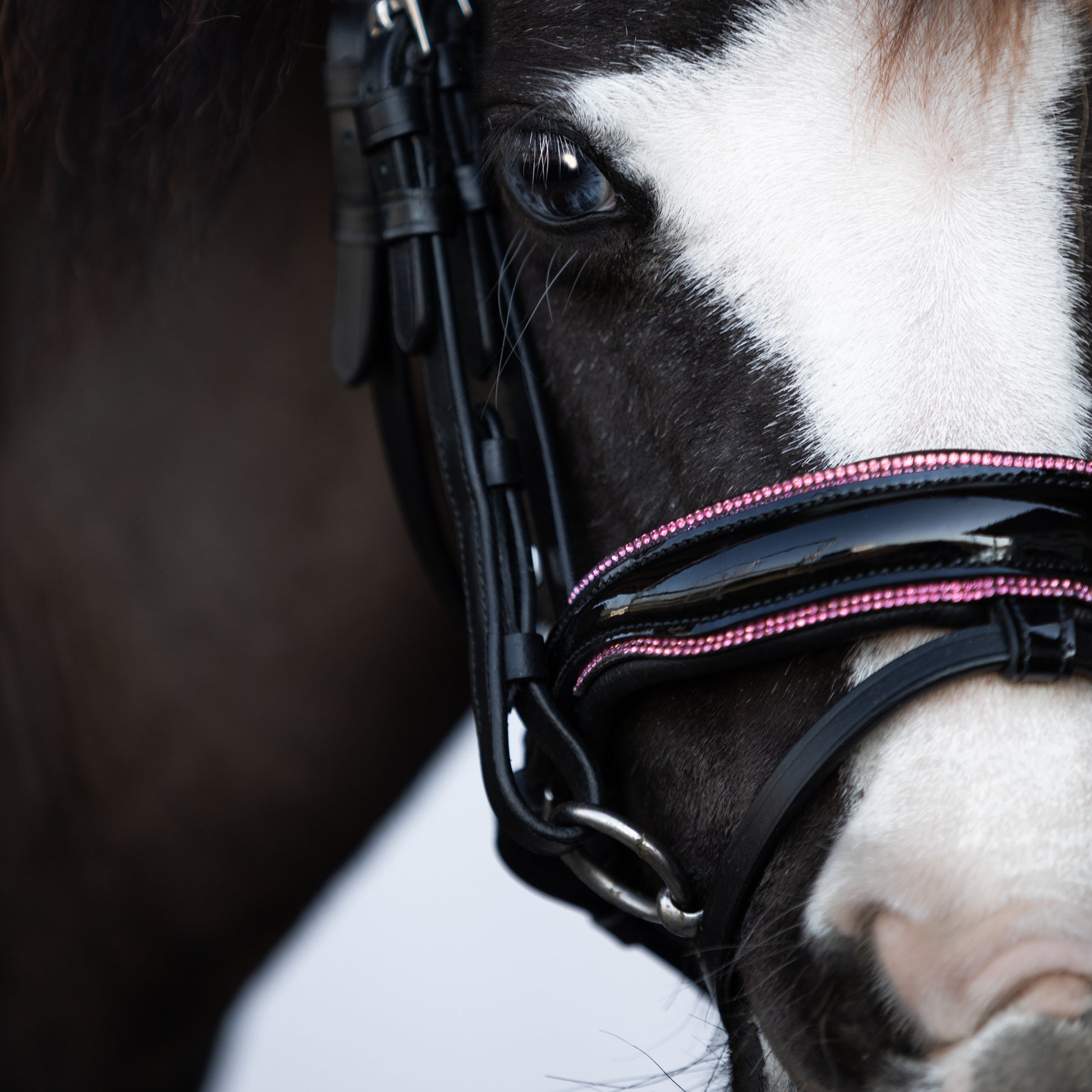 Lumi Pony Fairyfloss Bridle - EQ Saddlery