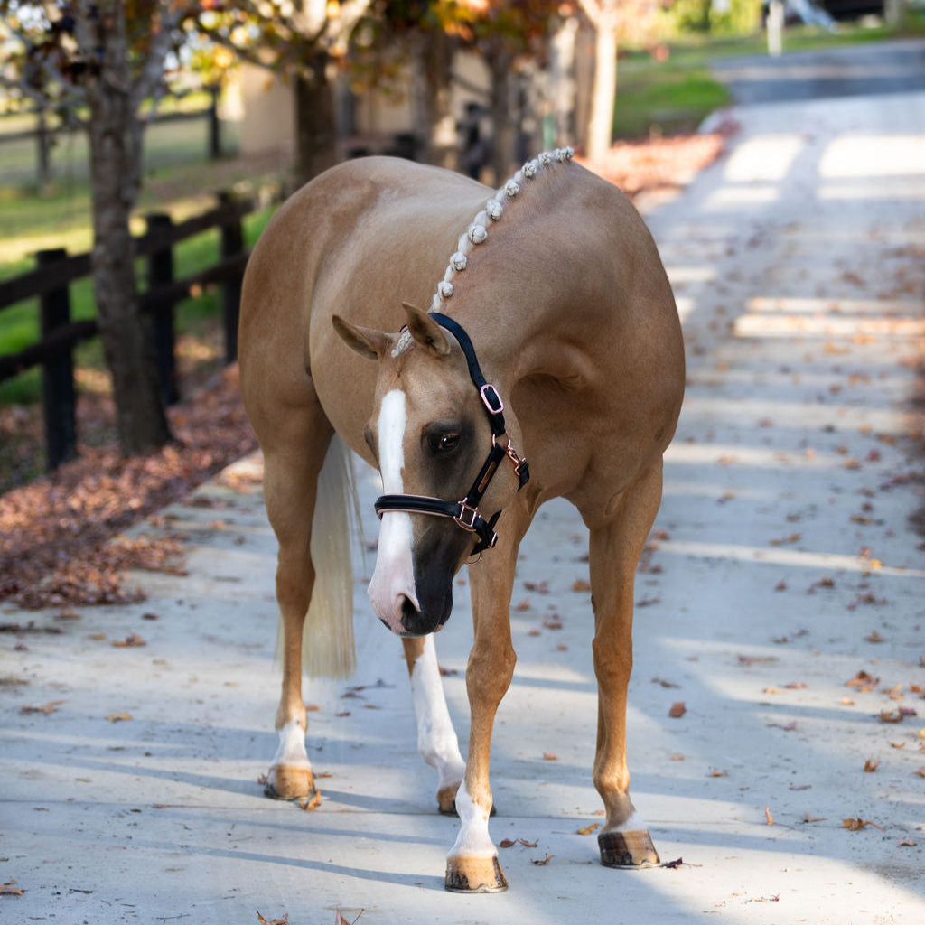 'Hollywood' Leather Horse Halter – Rose Gold Gel-Padded & Handcrafted
