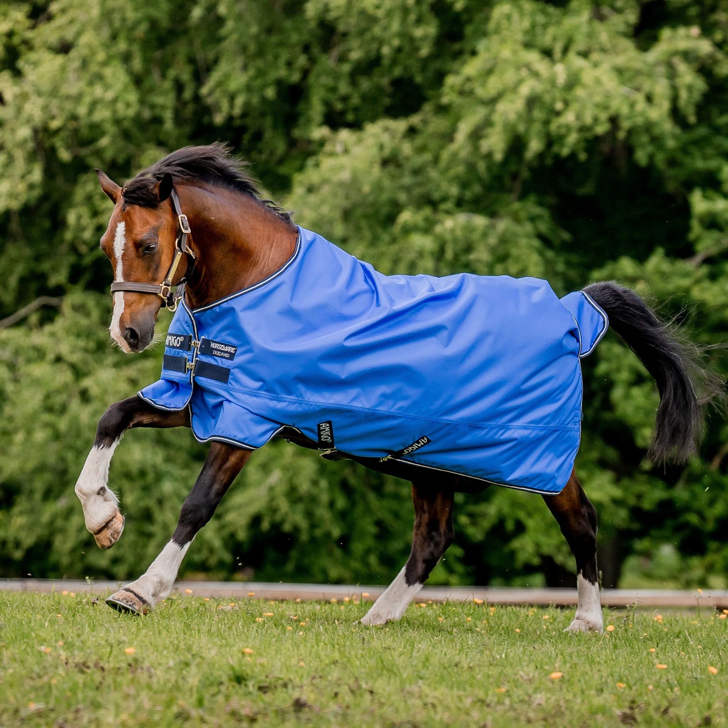 Horseware Amigo Hero Ripstop Lite 0g Rug - EQ Saddlery